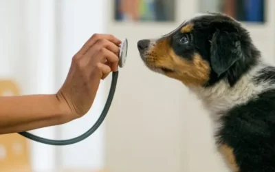 New! In-House Fecal Testing at Camp Happy Paws