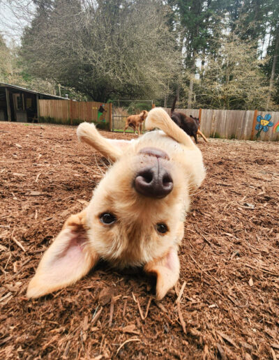 Toby foster dog rolling on back playing in outdoor daycare yard
