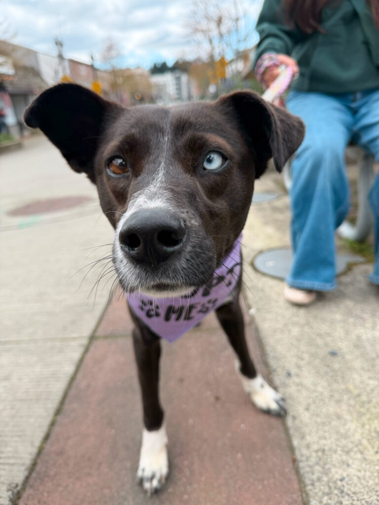 Black and white dog with one blue eye and one brown eye at Camp Happy Paws Bothell WA